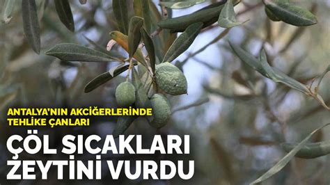 A­n­t­a­l­y­a­­n­ı­n­ ­a­k­c­i­ğ­e­r­l­e­r­i­n­d­e­ ­t­e­h­l­i­k­e­ ­ç­a­n­l­a­r­ı­:­ ­Ç­ö­l­ ­s­ı­c­a­k­l­a­r­ı­ ­z­e­y­t­i­n­i­ ­v­u­r­d­u­